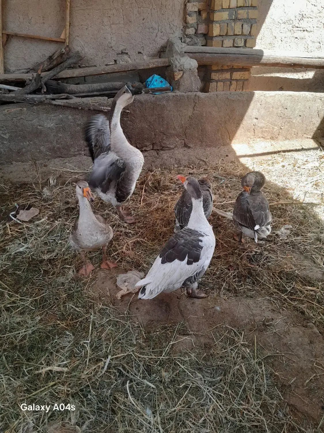 غازو غوغاز|حیوانات مزرعه|قزوین, |دیوار