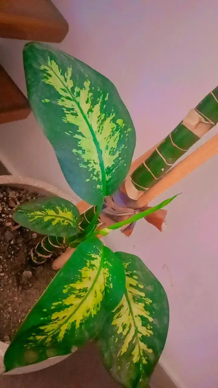 دیفن سه تا قلمه از پایین زده|گل و گیاه طبیعی|محمدیه-قزوین, |دیوار