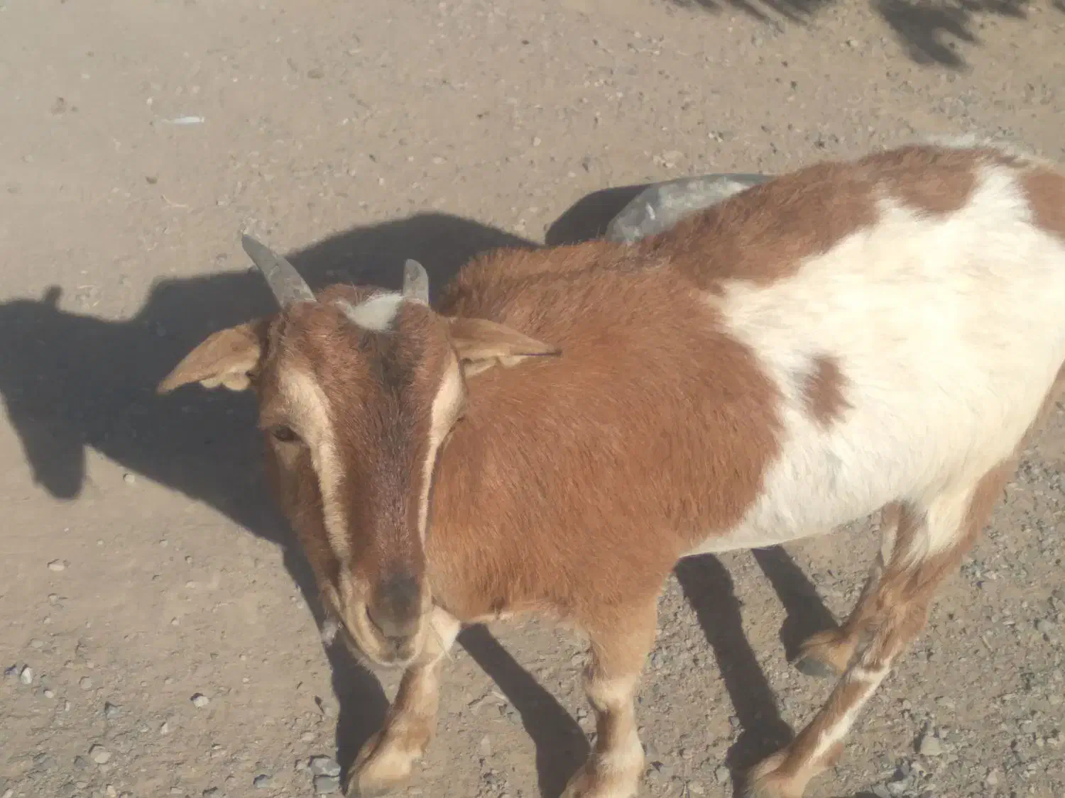 فروشی بزوپاچن|حیوانات مزرعه|خاش, |دیوار