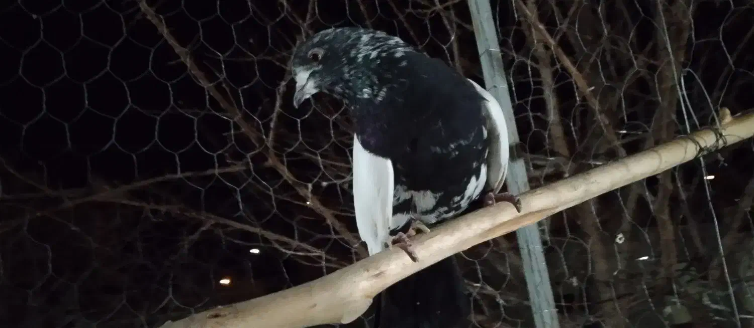 کفتر|پرنده|ابهر, |دیوار