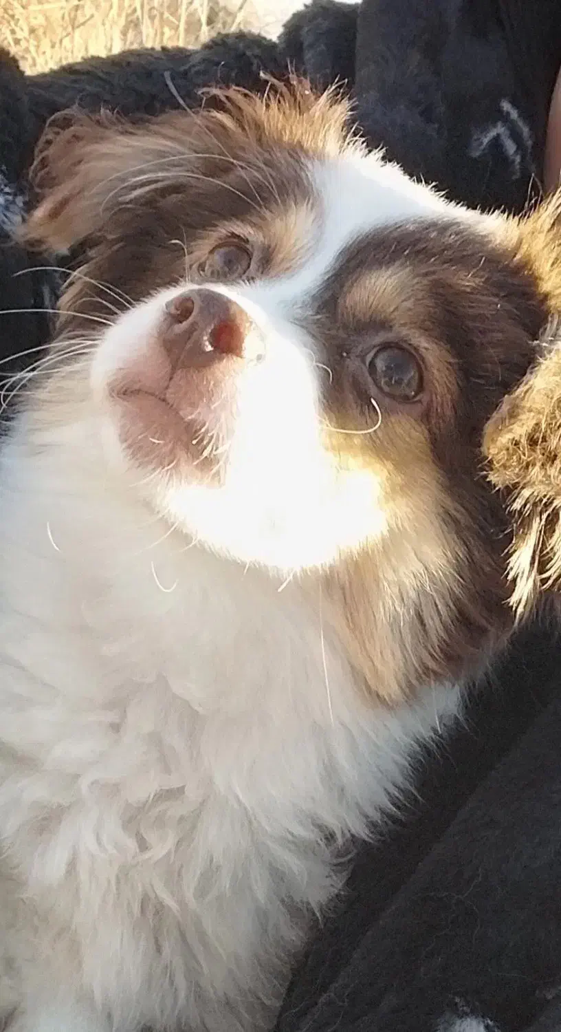 سگ اشپیتز|سگ|فولادشهر, C1|دیوار