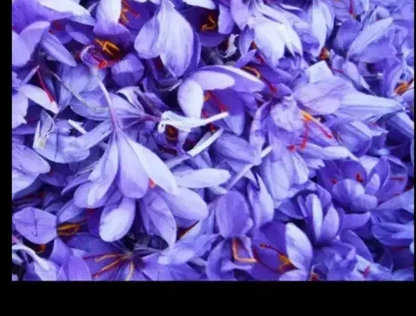 زعفران|خوردنی و آشامیدنی|تربت جام, شهرک آزادگان|دیوار