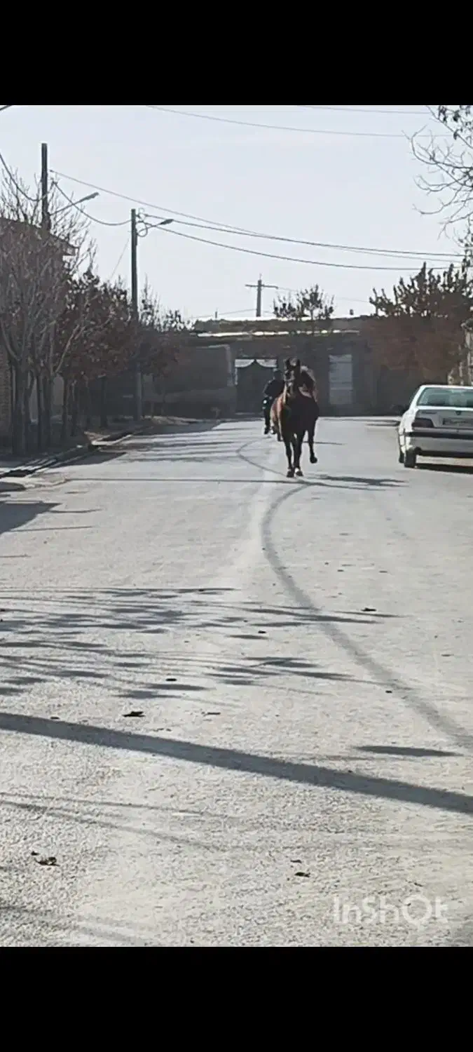 مادیان|اسب و تجهیزات اسب‌سواری|کبودرآهنگ, |دیوار