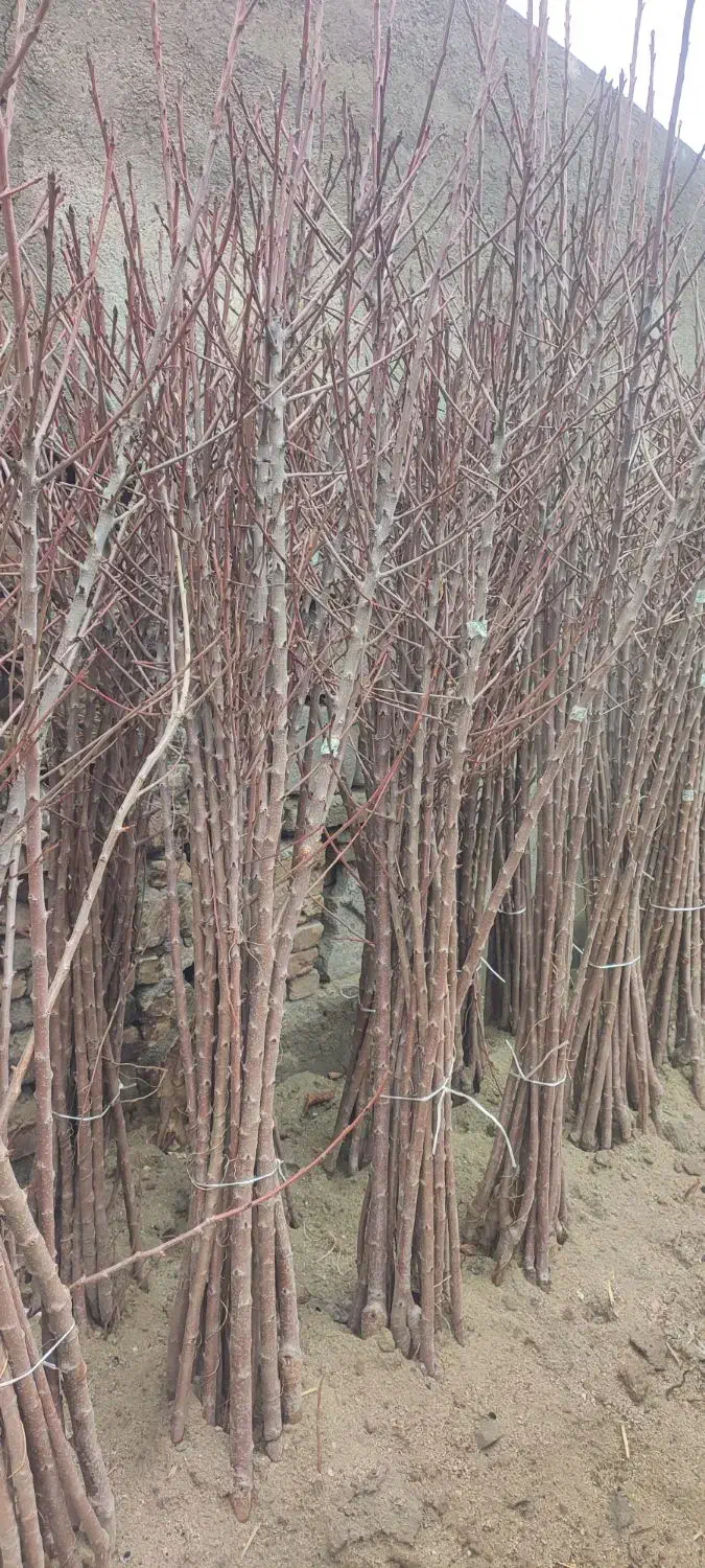 نهال فروشی|خدمات باغبانی و درختکاری|میاندوآب, |دیوار