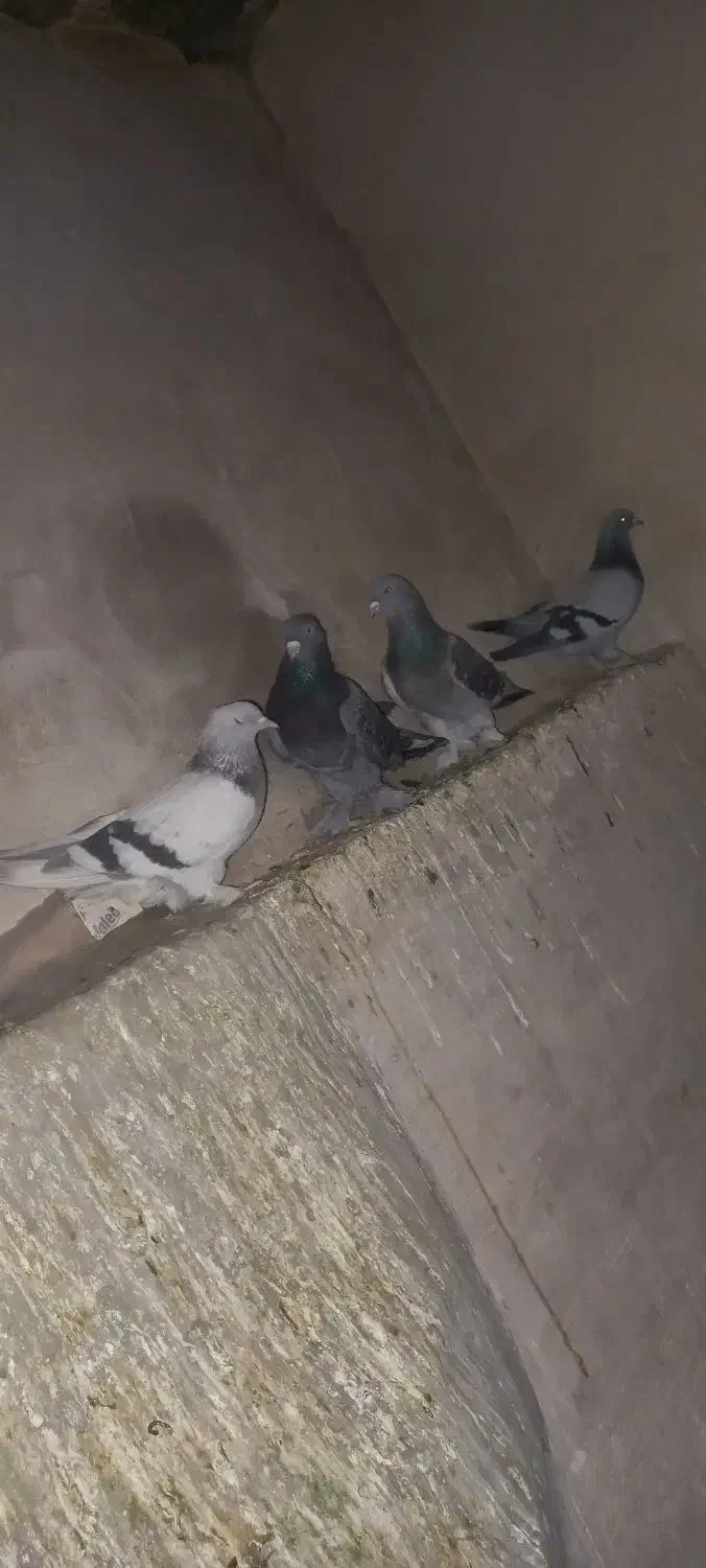 ترکیه|پرنده|خسروشاه, |دیوار