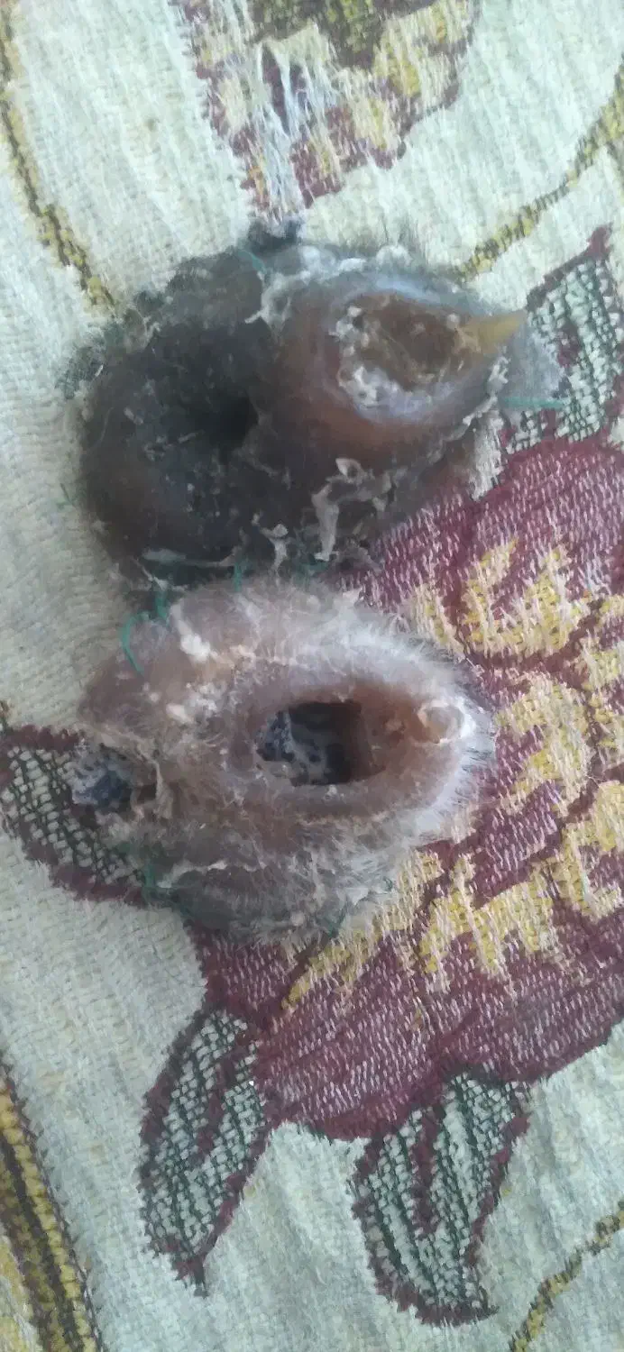 مهره اصلی|بدلیجات|بندر ماهشهر, |دیوار