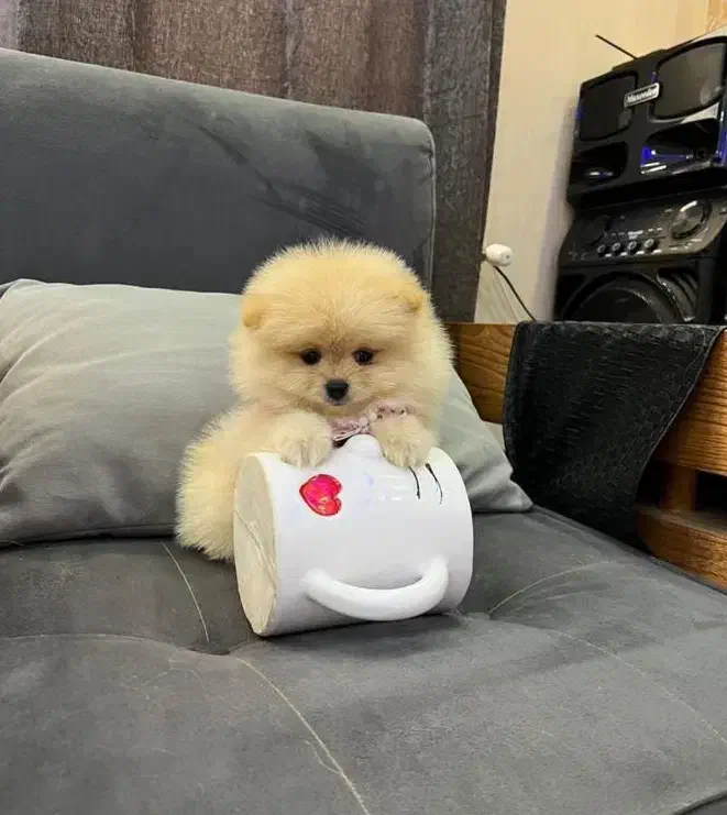 عروسک های زنده|سگ|کرمانشاه, |دیوار