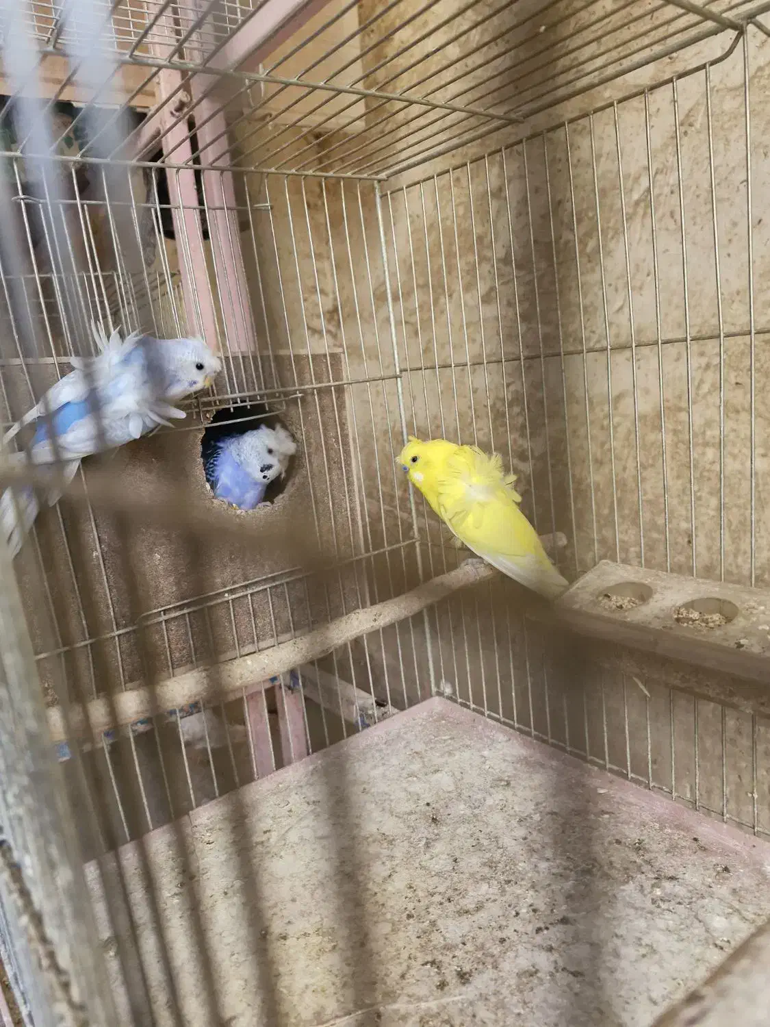 جفت های مولد مرغ عشق پروانه ای|پرنده|شهرکرد, |دیوار