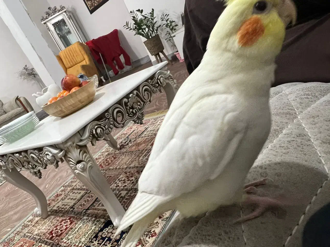 عروس هلندی گم شده|حیوانات|بندر امام خمینی, |دیوار