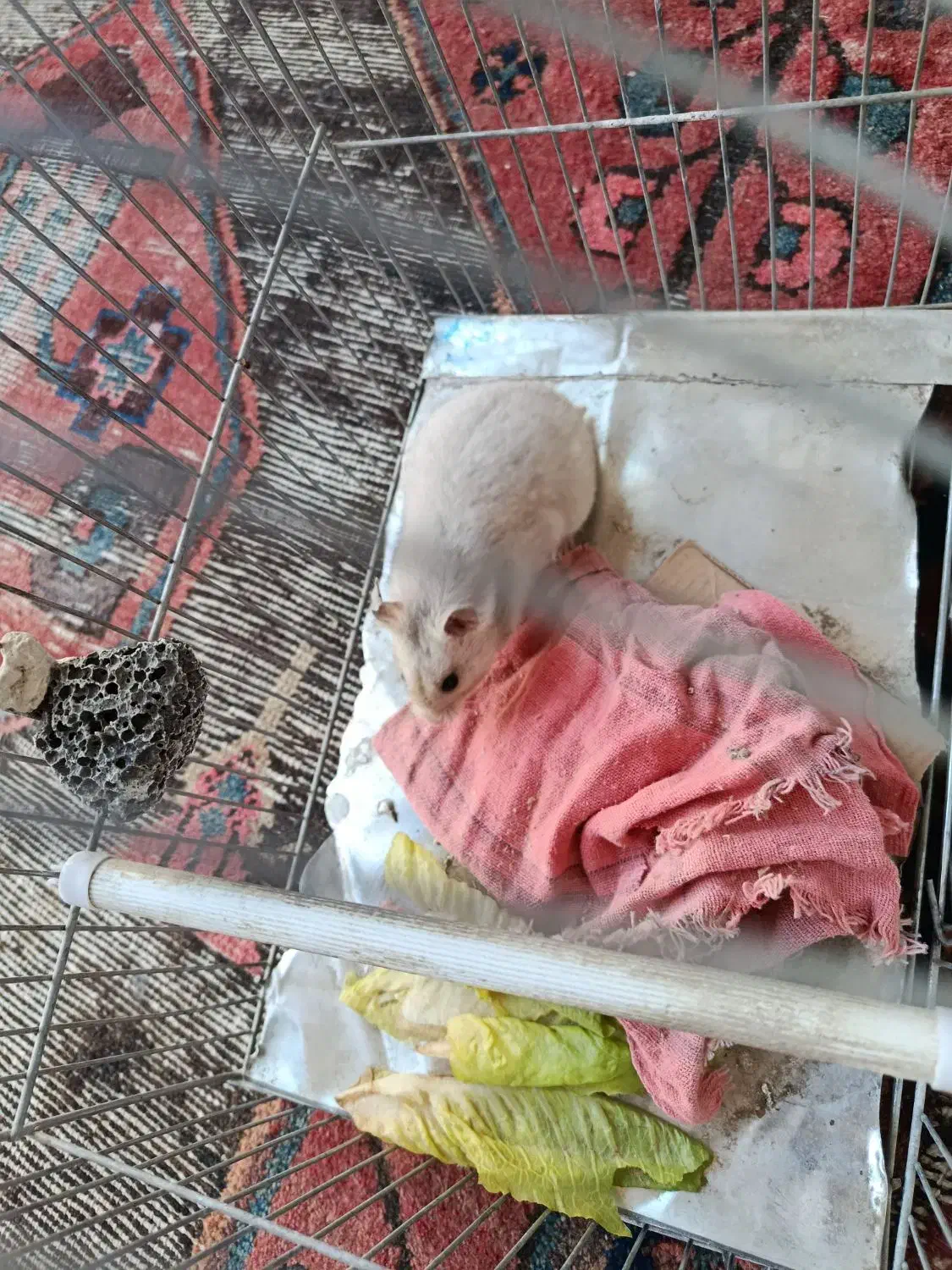 همستر|موش و خرگوش|سنندج, |دیوار