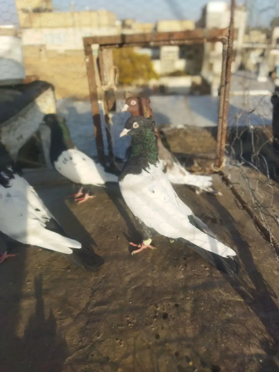 دو جف سینه سیا اصیل|پرنده|تربت جام, مطهری|دیوار