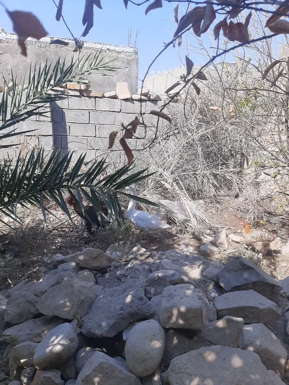 غاز|حیوانات مزرعه|دهدشت, |دیوار