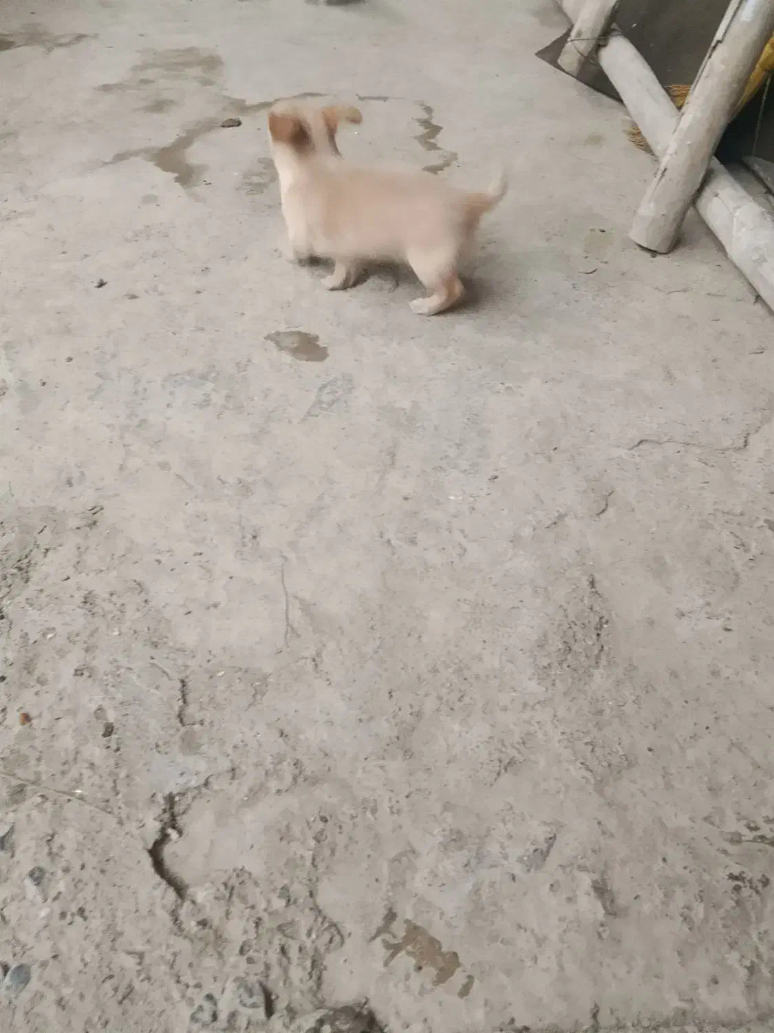 توله پاه کوتاه گوش تیز قشنگ|سگ|گرگان, |دیوار