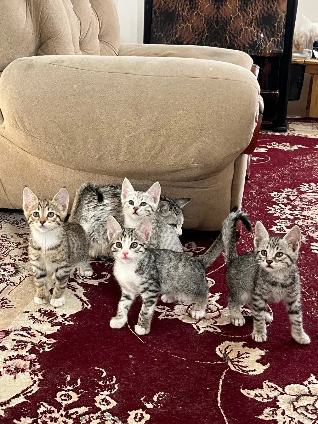 فروشی|گربه|تربت‌حیدریه, مظفریه|دیوار