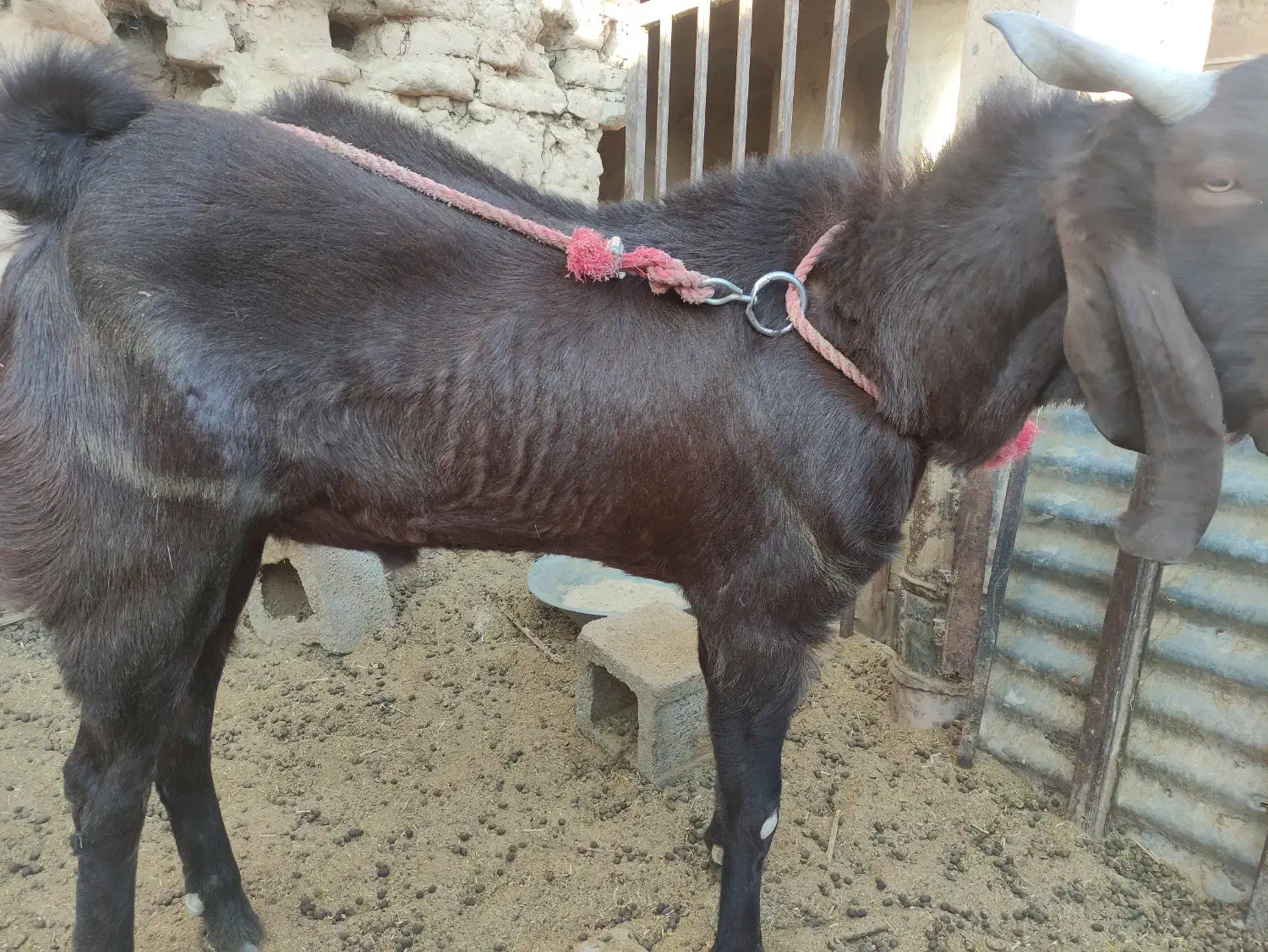 نری آلپاین جوان|حیوانات مزرعه|ماهان, |دیوار