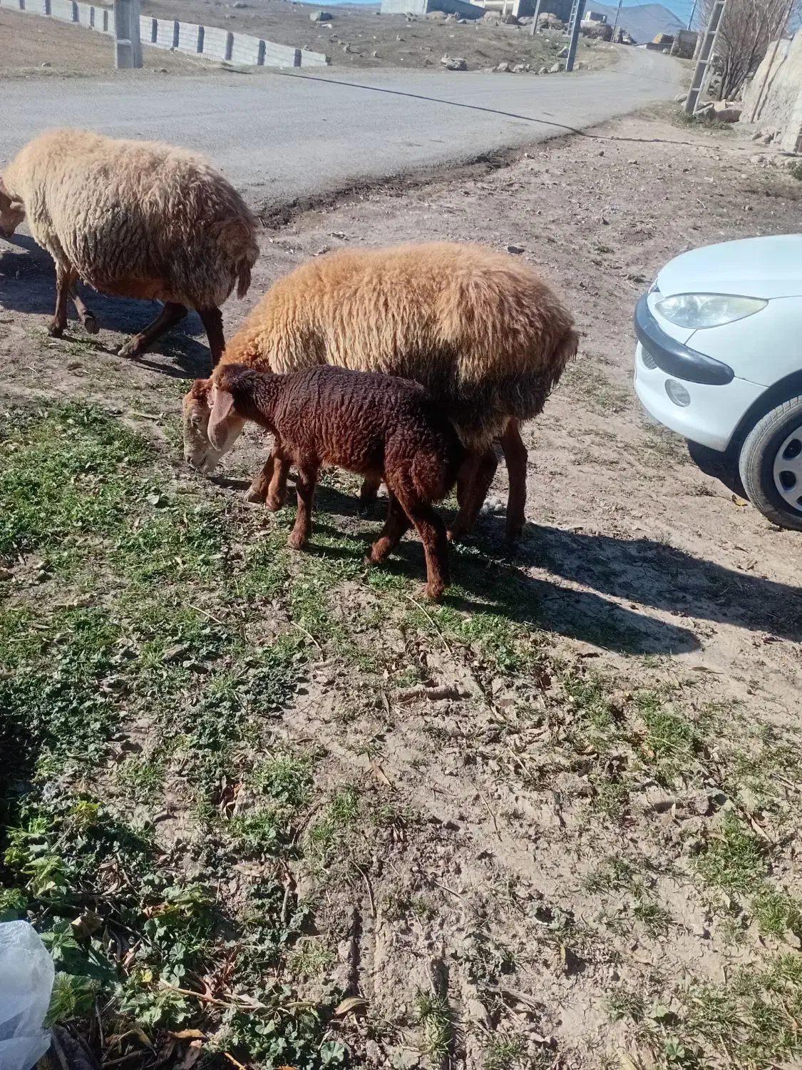 گوسفند بره دار|حیوانات مزرعه|سرعین, |دیوار