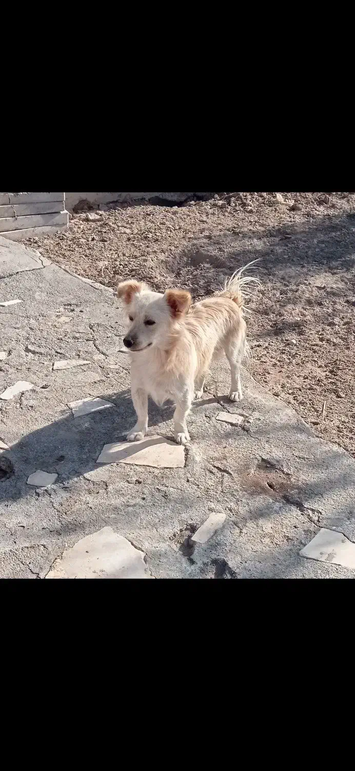 یک قلاده سگ .کوچک محدوده فیروز ه و محشر اباد گمشده|سگ|سیرجان, |دیوار