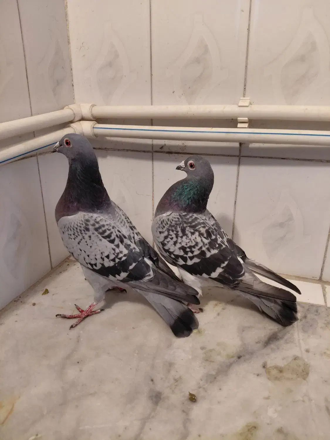 مسافتی|پرنده|اسفراین, |دیوار