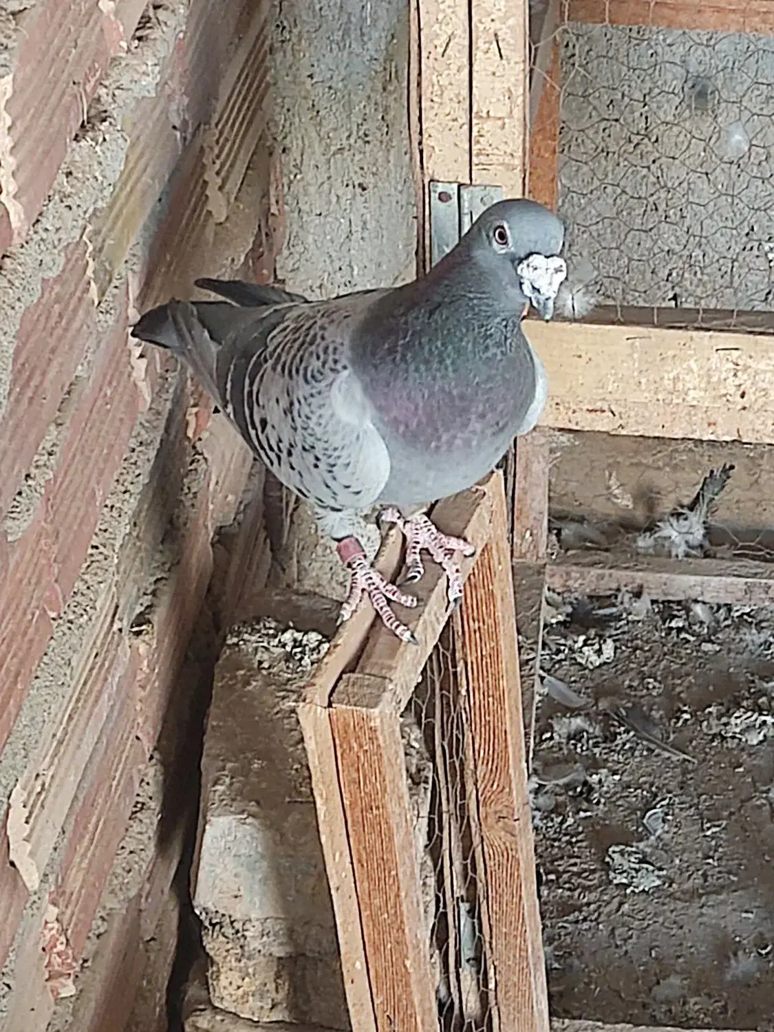 جفت کبوتر مسافتی|پرنده|زهک, |دیوار