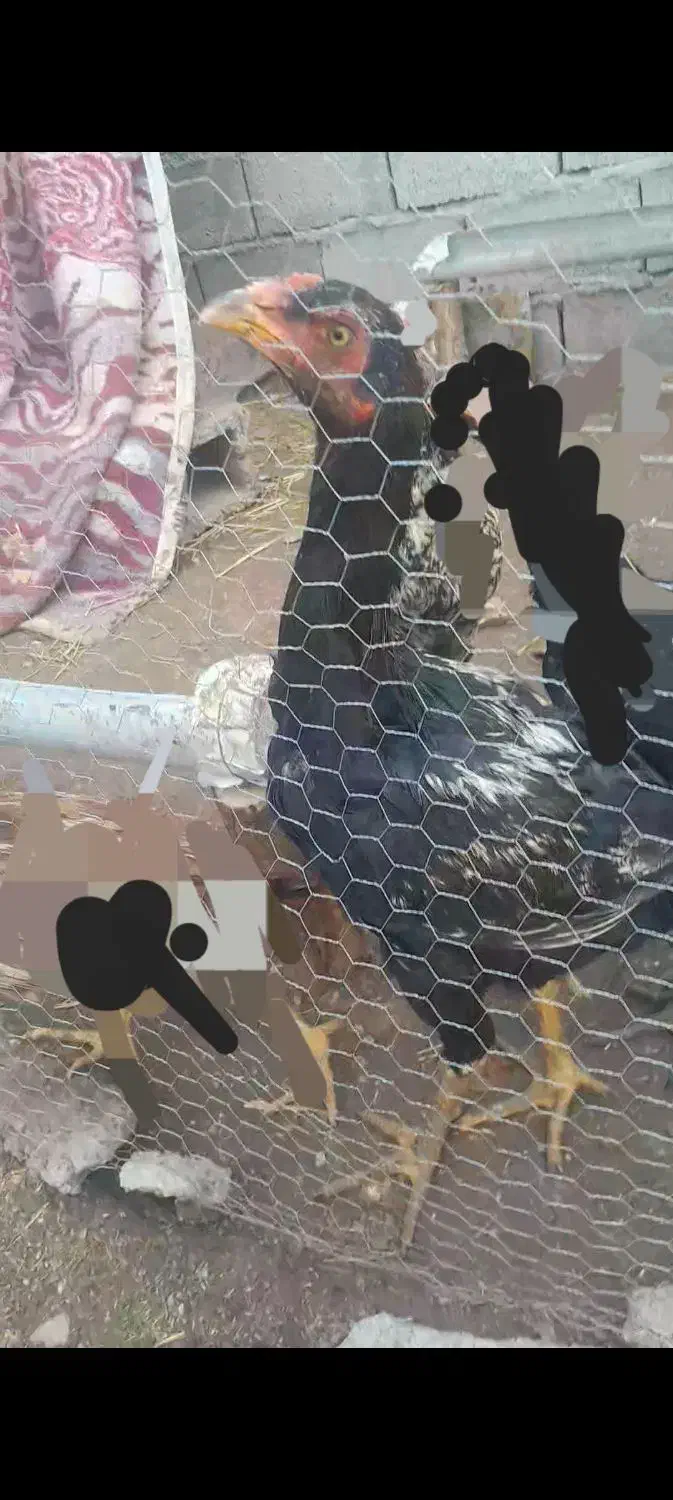 یک عددجوجه لاری اصل|حیوانات مزرعه|اهر, |دیوار