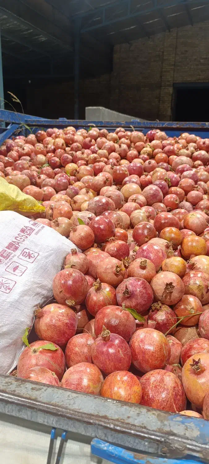 انار سریزد|عمدهفروشی|مهریز, |دیوار