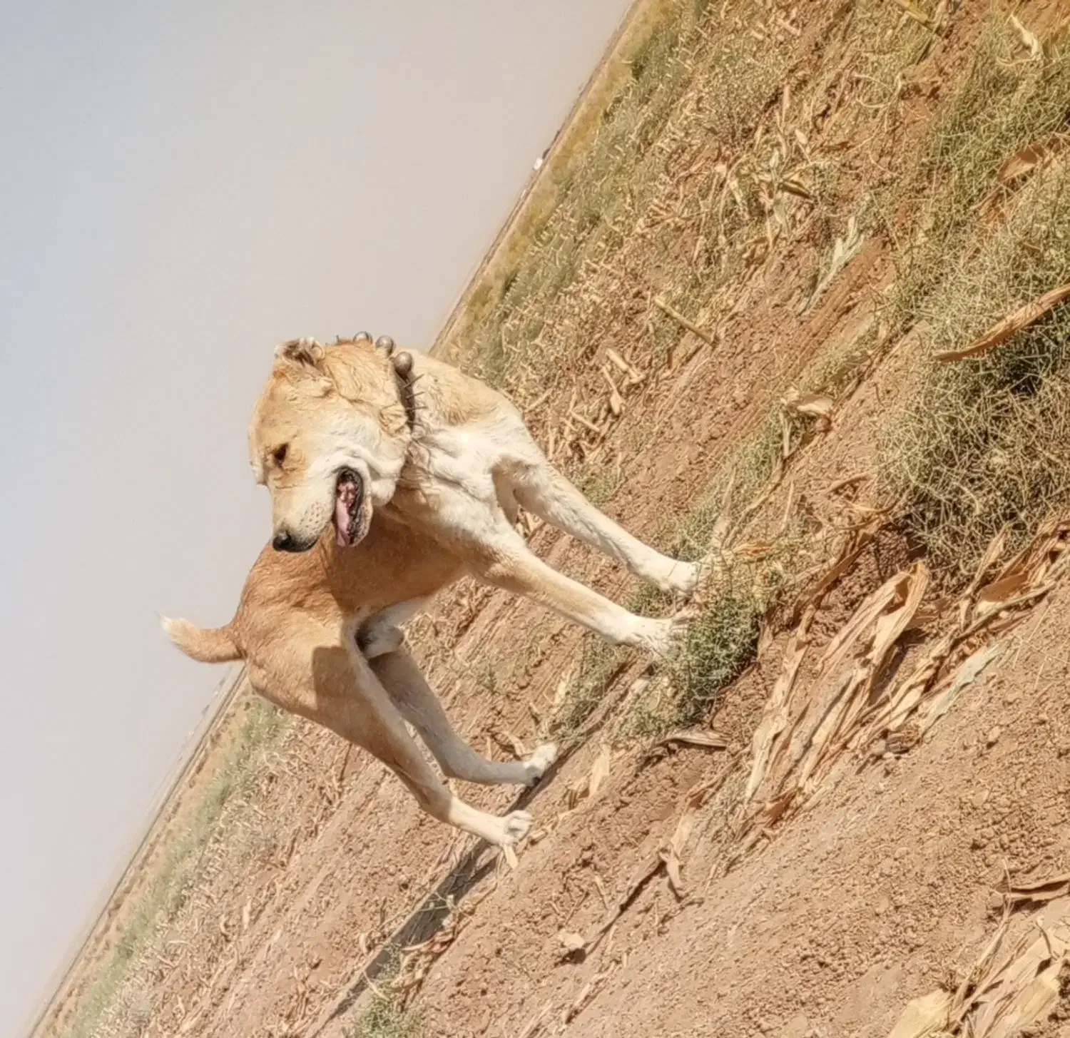 سگ گله ای|سگ|چناران, |دیوار