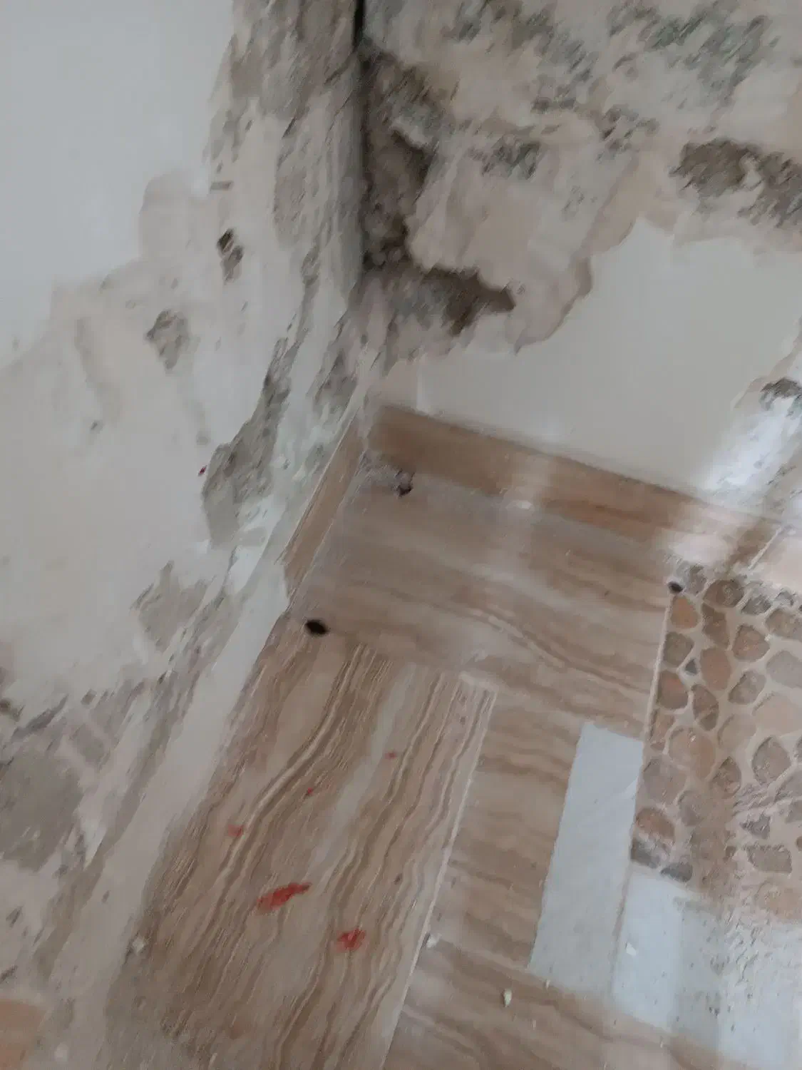 سمپاشی و از بین بردن کامل موریانه‌ها و ساس 100%|خدمات نظافت|رامهرمز, |دیوار