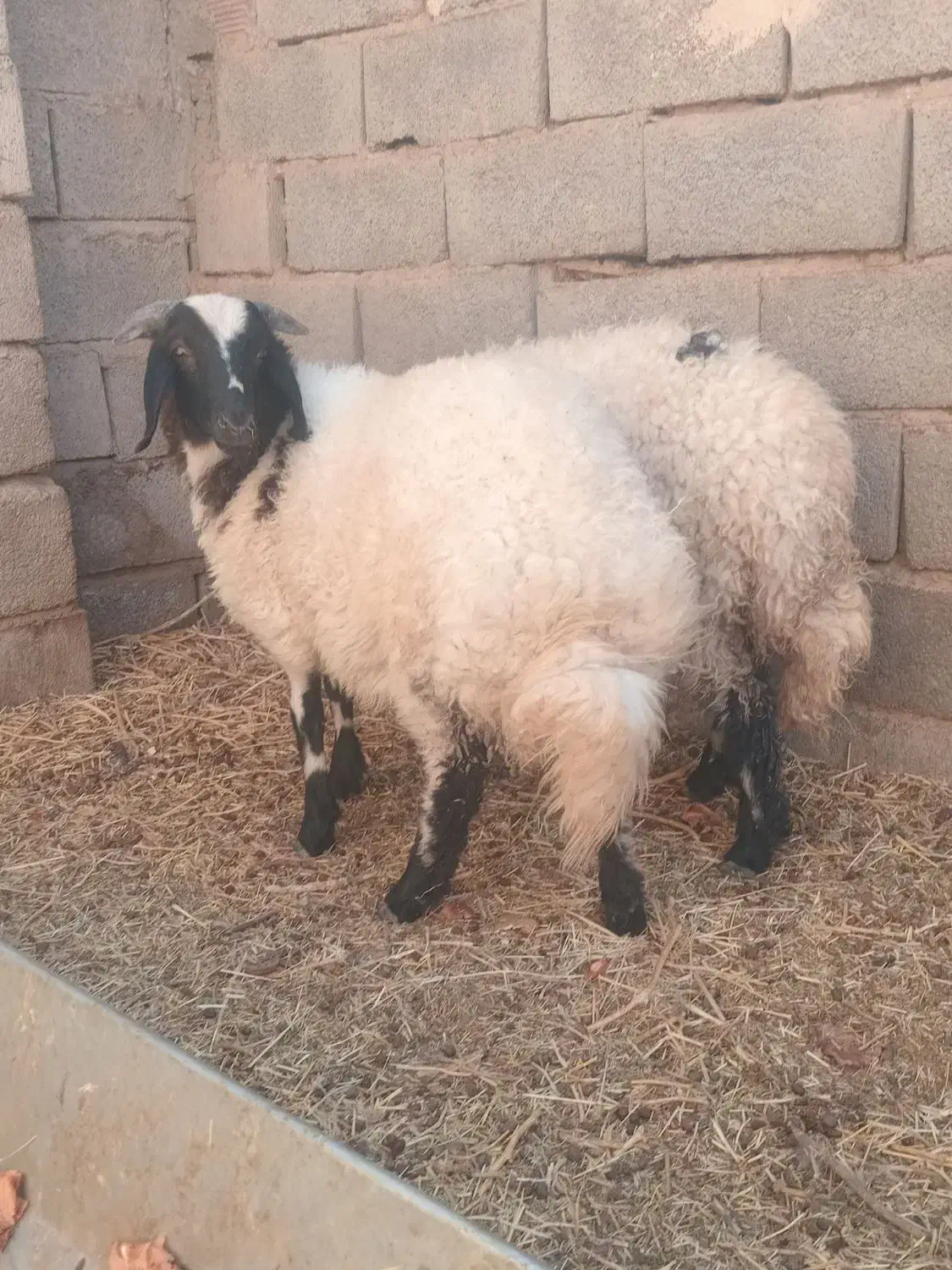 بره نر وماده|حیوانات مزرعه|کرمان, |دیوار