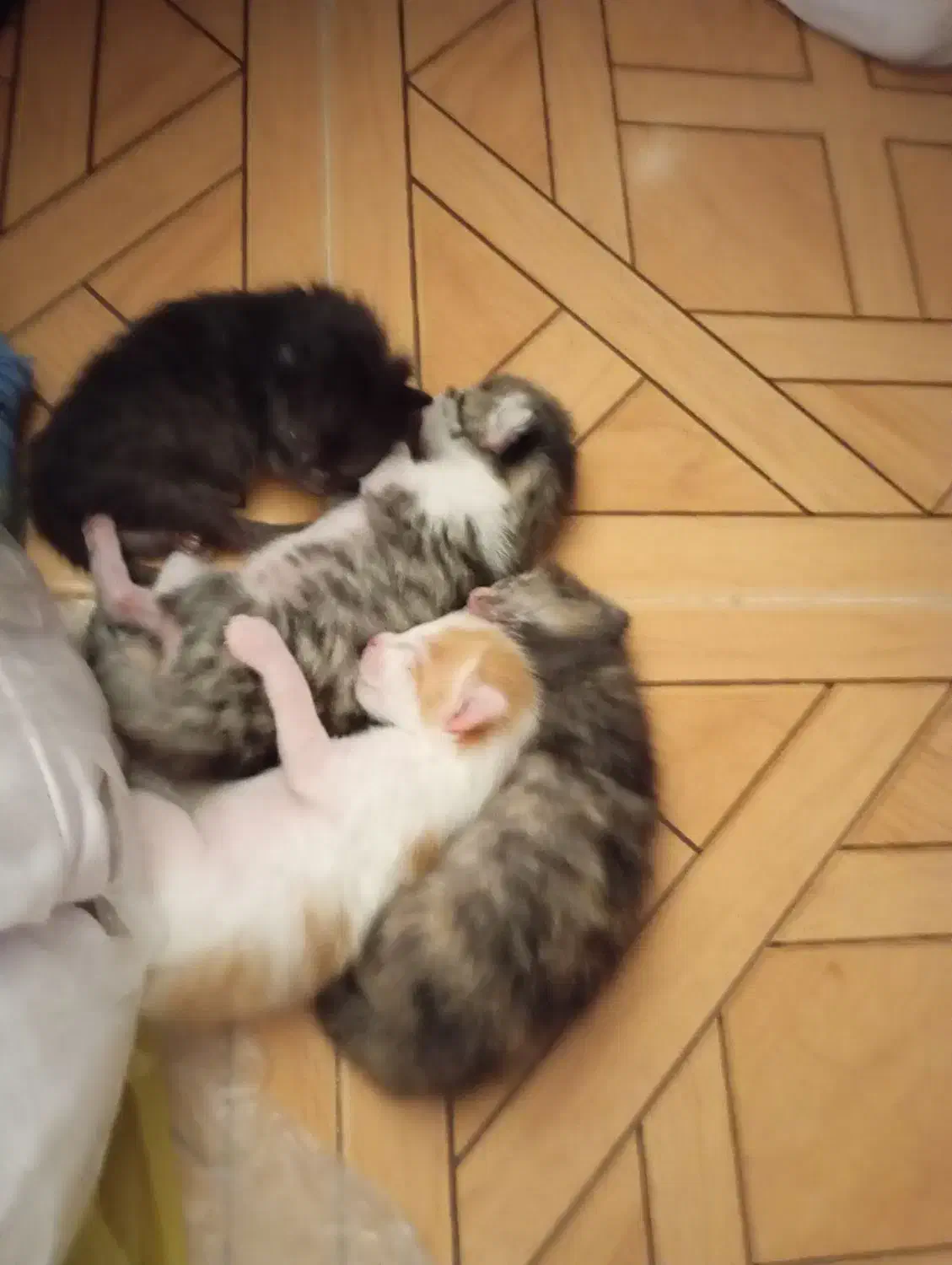 واگذاری گربه مادر بهمراه 5 بچه|گربه|ساوه, |دیوار