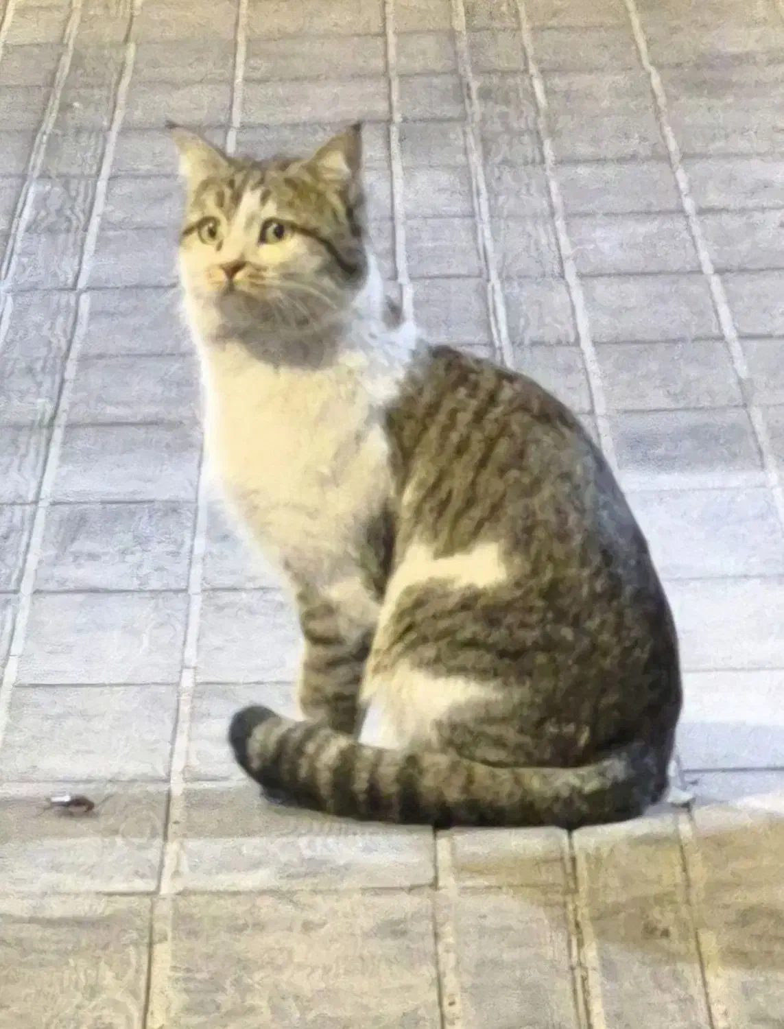 گربه گمشده|حیوانات|شیراز, قصرالدشت|دیوار