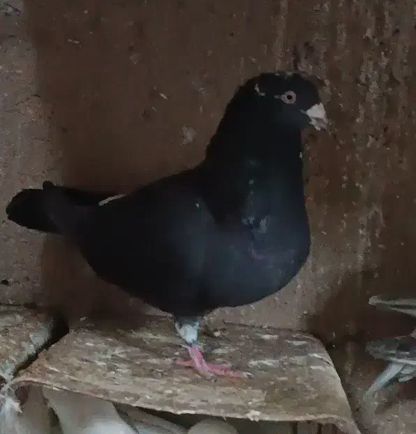 کبوتر پشت زاغ سار|پرنده|طبس, |دیوار