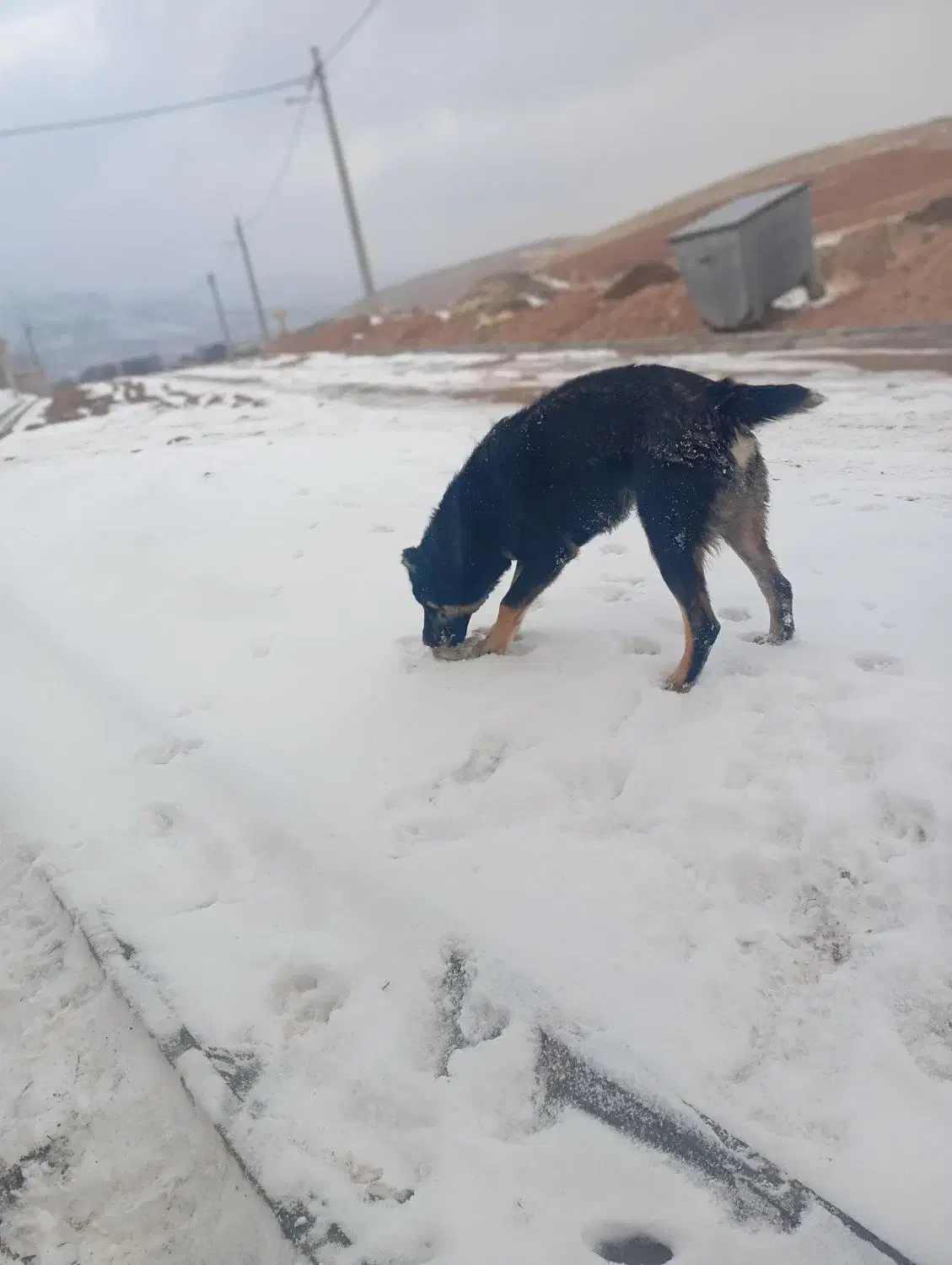 سگ سگ سگ|سگ|زنجان, |دیوار