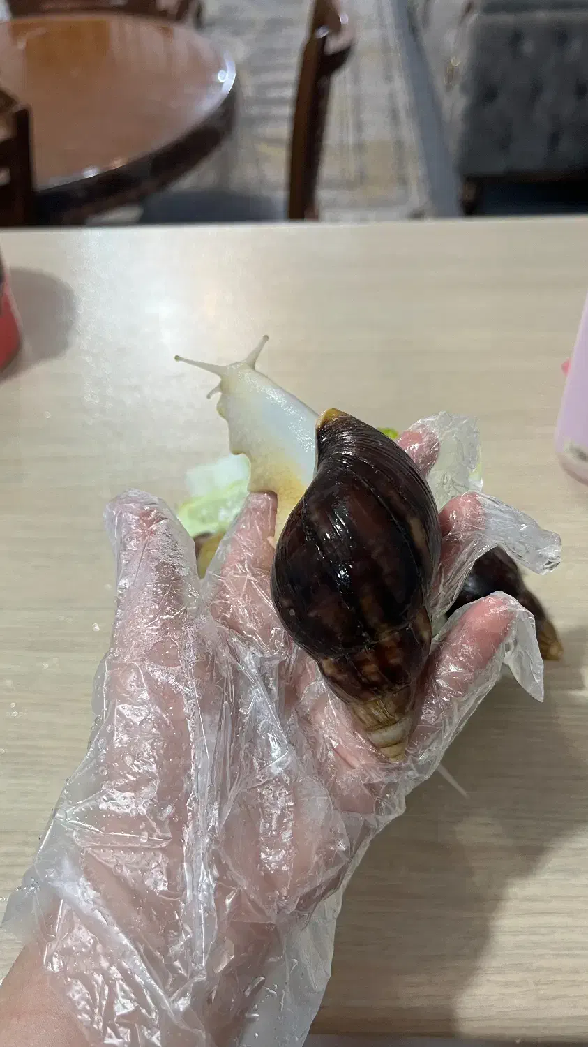 حلزون|خزنده|دزفول, |دیوار