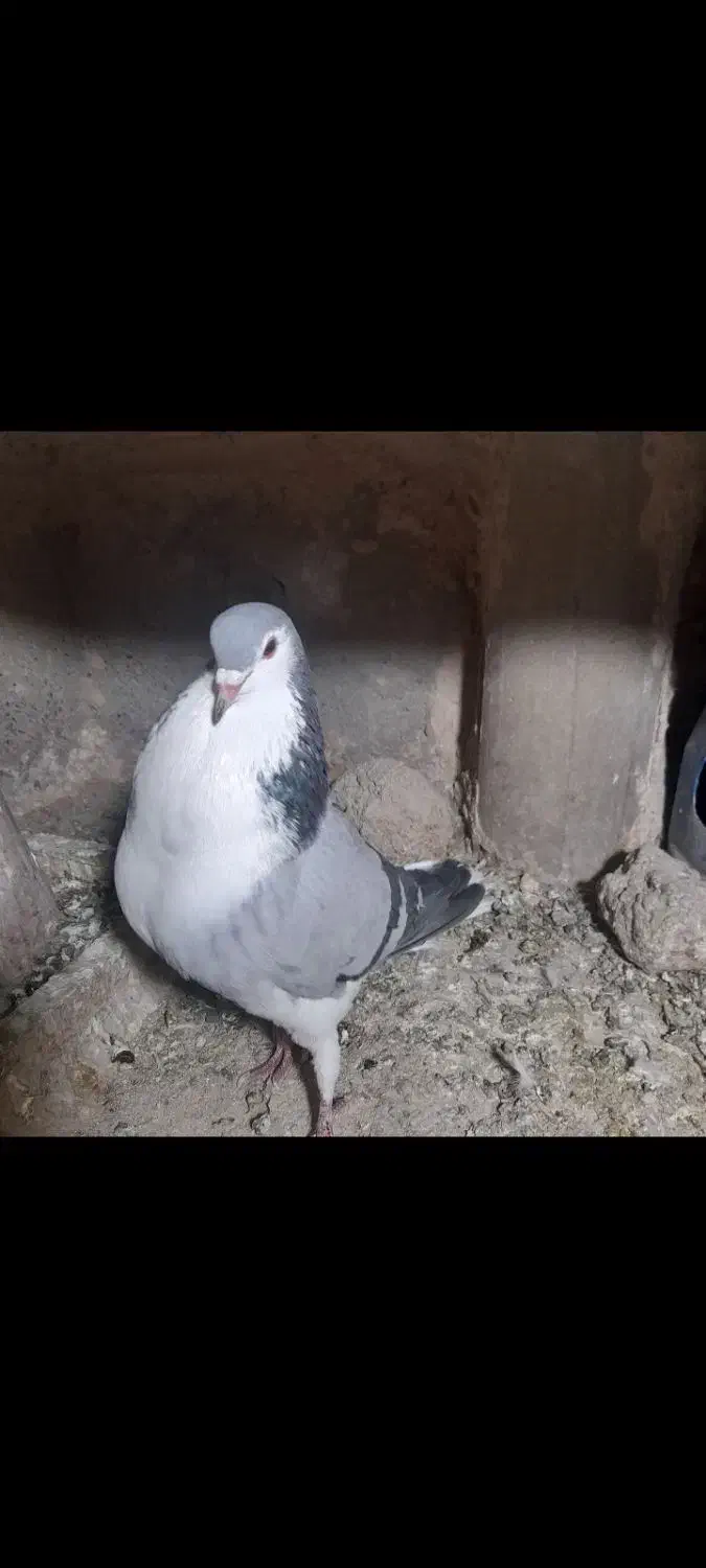 گمشده|حیوانات|اصفهان, پرتمان|دیوار