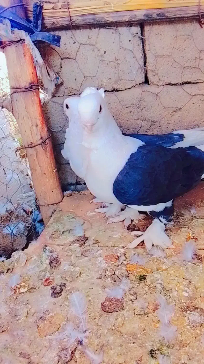 کفتر موشی|پرنده|منوجان, |دیوار