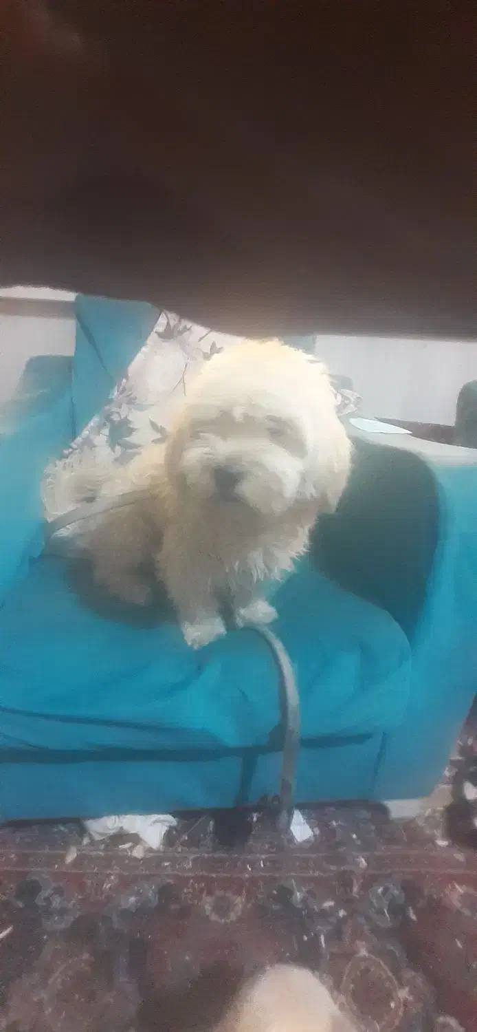 واگذاری سگ|سگ|هشتگرد, فاز ۳ مهستان|دیوار