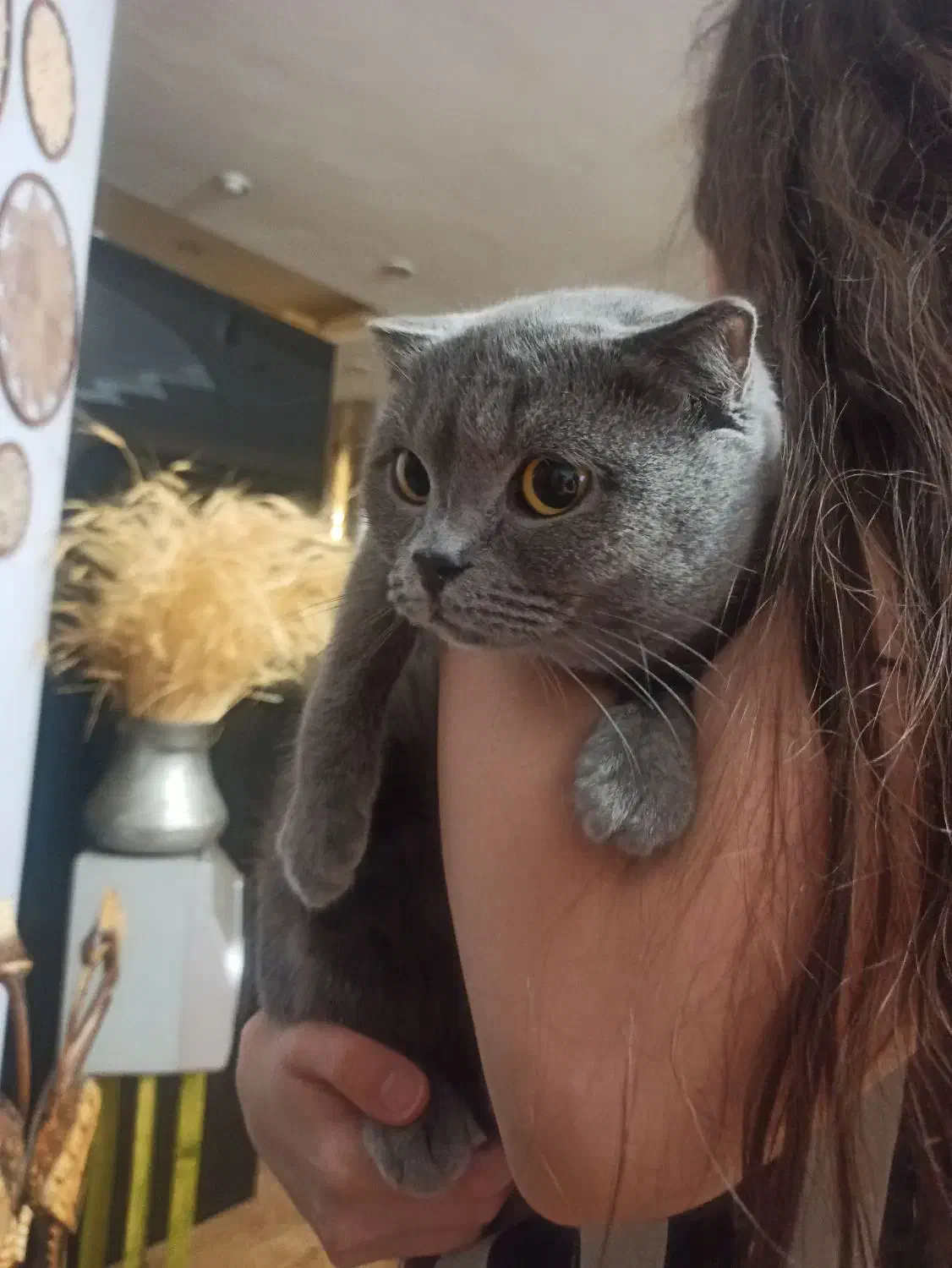 گربه اسکاتیش ماده|گربه|کرج, گلشهر|دیوار