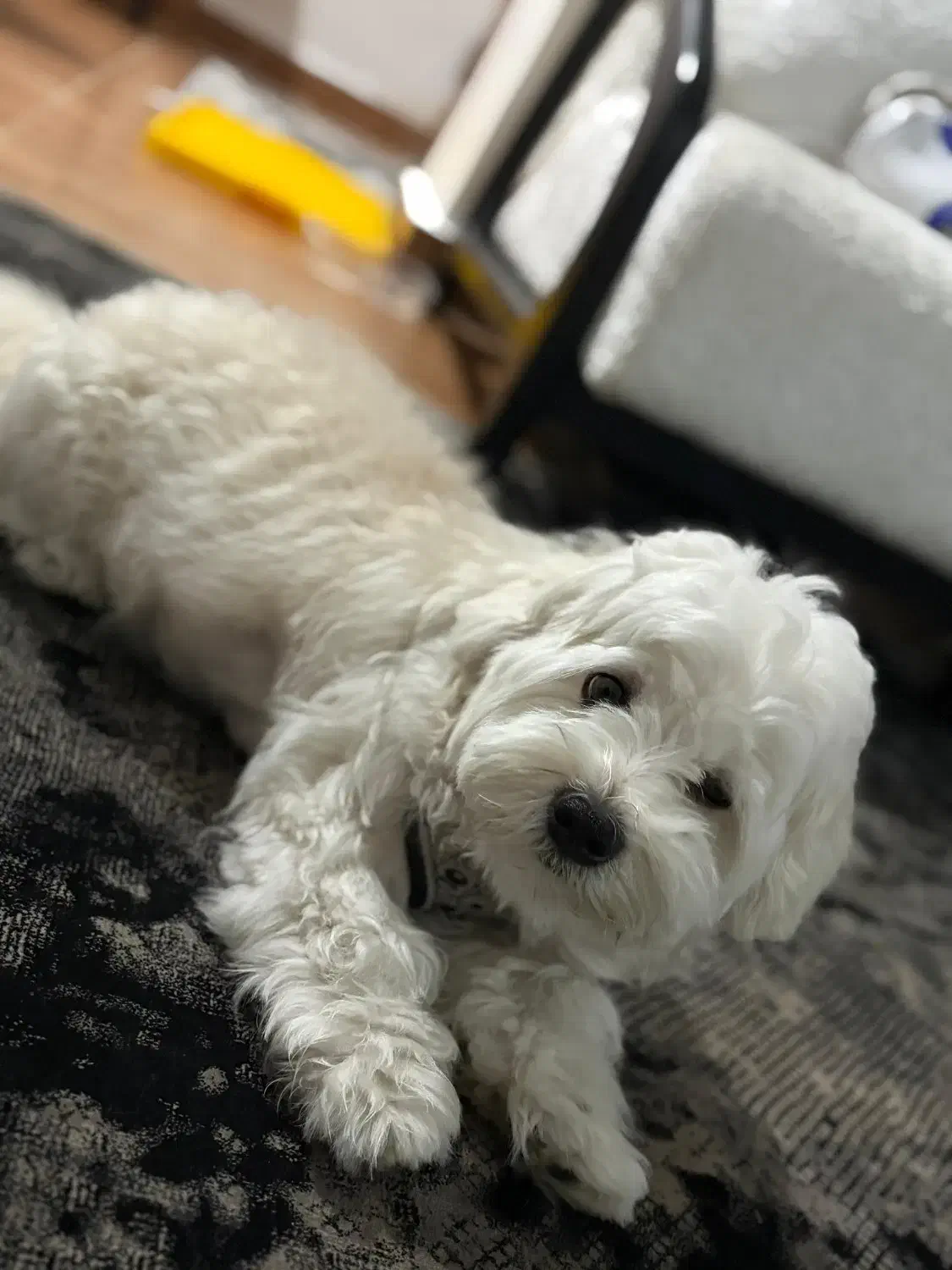 حیوانات خانه گی|سگ|رشت, یخسازی|دیوار