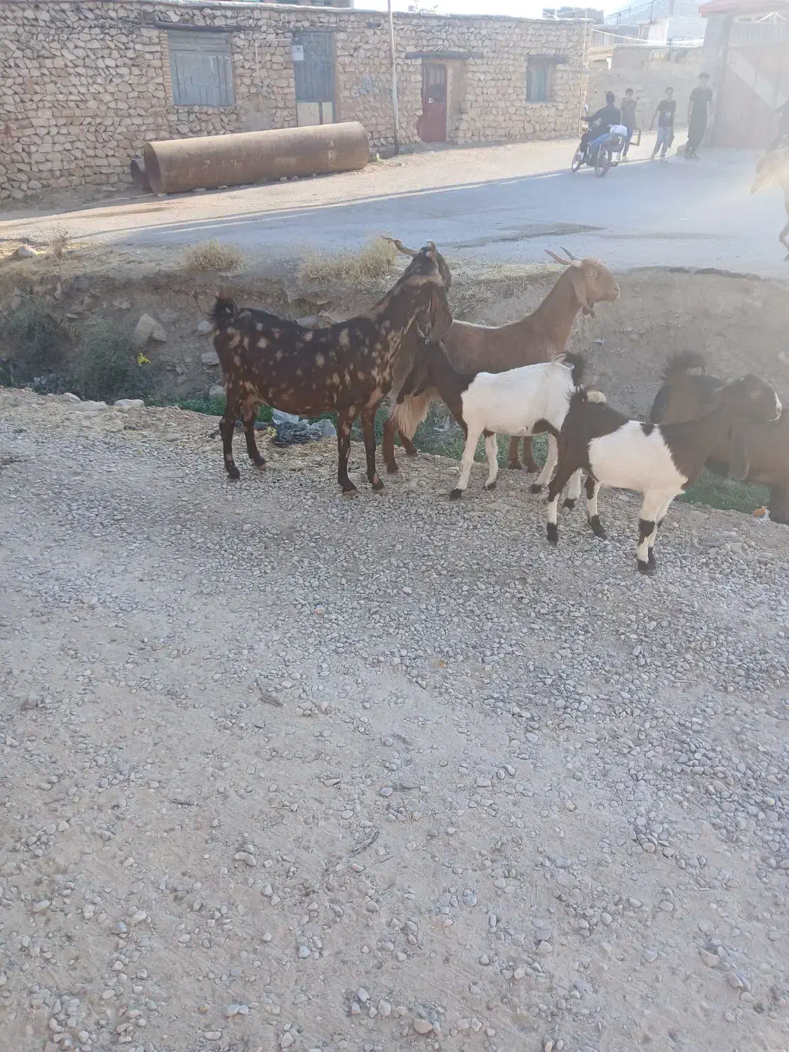 فروش‌بز‌اسرایلی‌|حیوانات مزرعه|فلارد, |دیوار