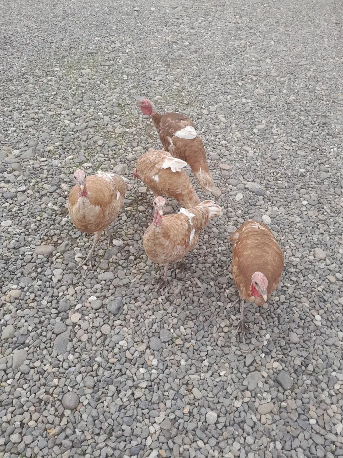 بوقلمون بوربورن|حیوانات مزرعه|آستانه اشرفیه, |دیوار