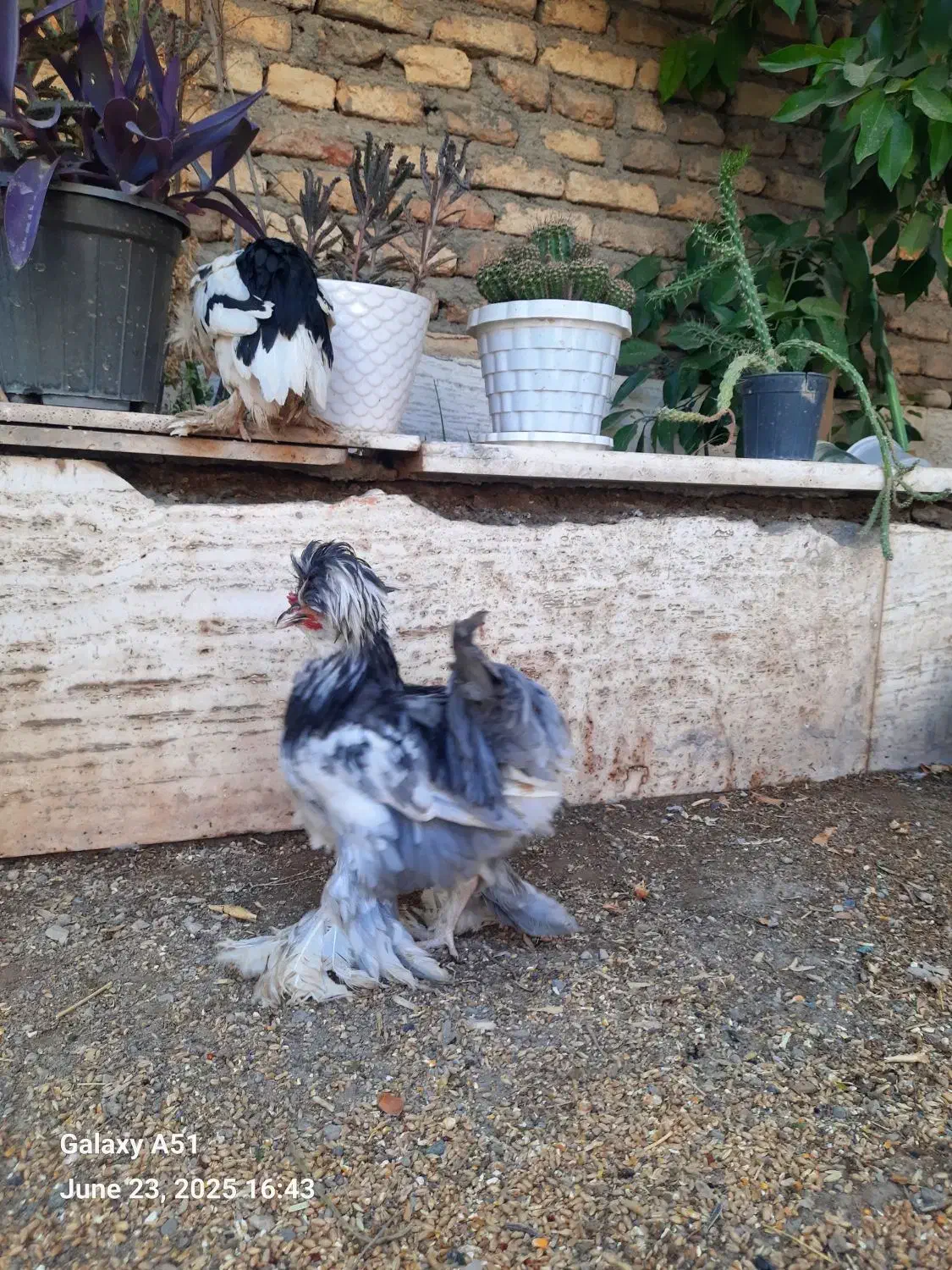 مرغ سلطان اصل|حیوانات مزرعه|ابریشم, |دیوار