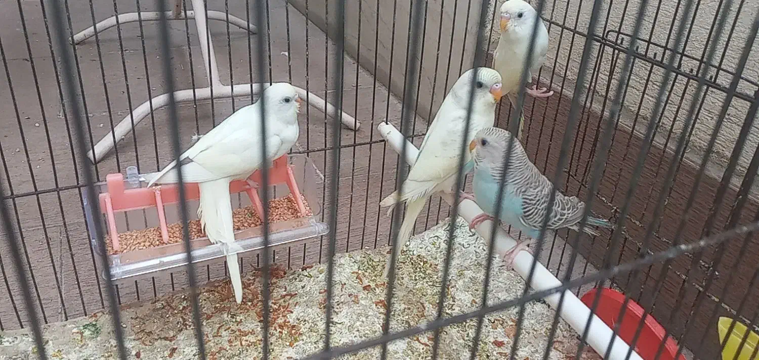 مرغ عشق|پرنده|علی‌آباد کتول, |دیوار