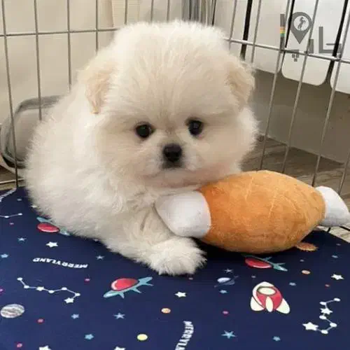 سگ پیدا کردم|حیوانات|تهران, شادمان|دیوار