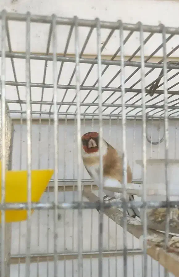 سهره|پرنده|آباده, |دیوار