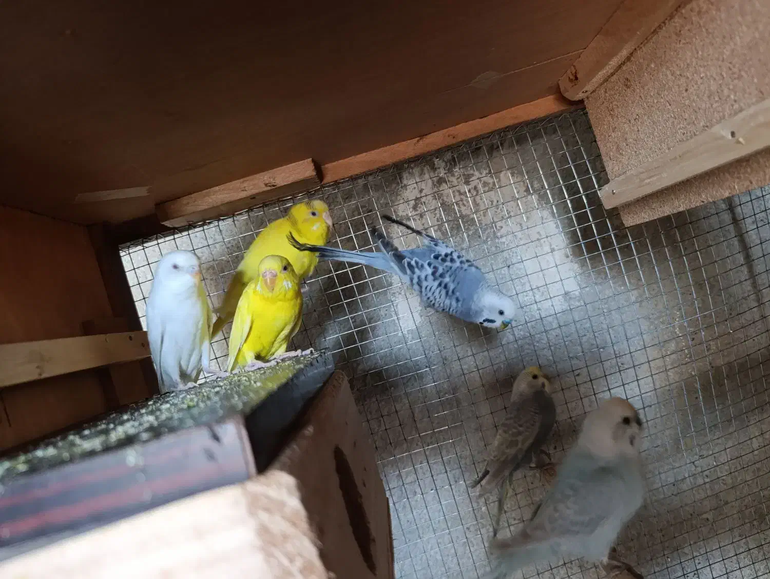 مرغ عشق|پرنده|نیمروز, |دیوار