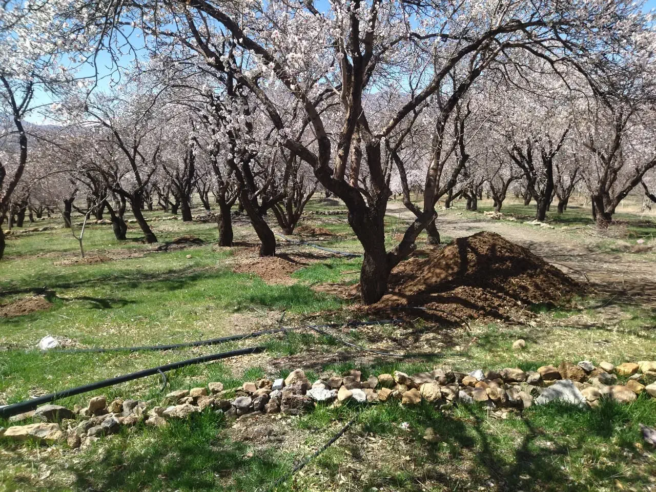 باغ|فروش زمین و ملک کلنگی|سامان, |دیوار