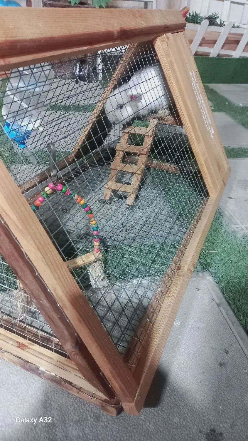 خرگوش لوپ چشم آبی|موش و خرگوش|تهران, علی‌آباد|دیوار