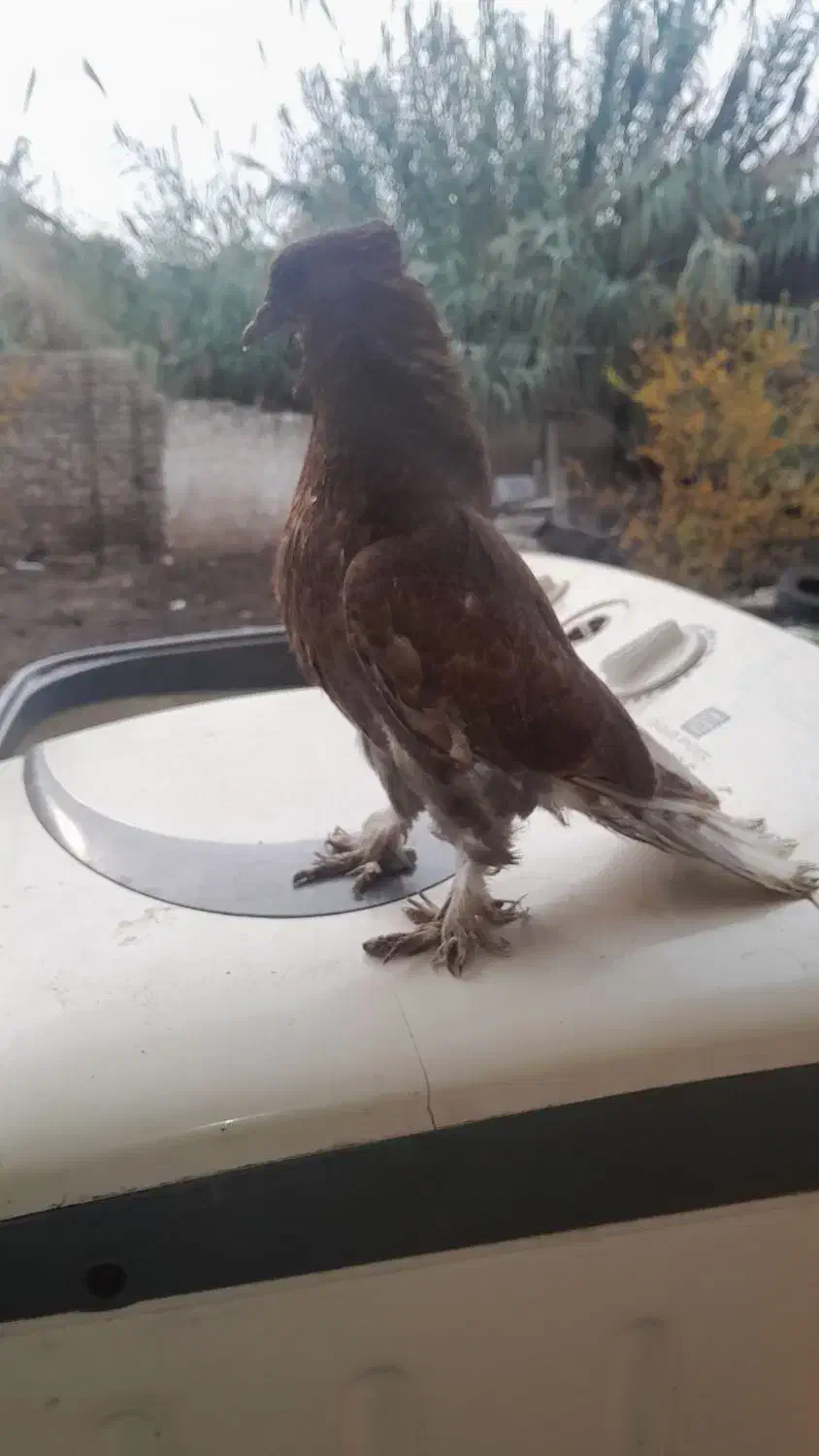 کبوتر سرخ اخمو|پرنده|علی‌آباد کتول, |دیوار