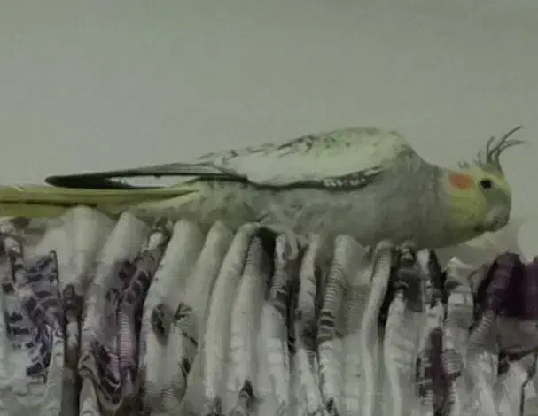 عروس هلندی|پرنده|تهران, گمرک|دیوار