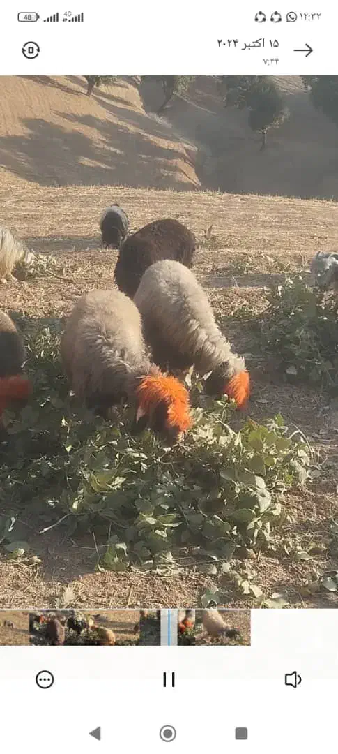 فوری فوری دزدیدن 7میش با یه بز|حیوانات|دزپارت, |دیوار